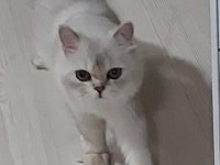 Yetişkin erkek chinchilla