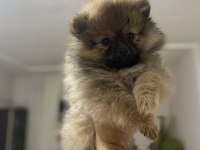 Pomeranian boo yavrularımız