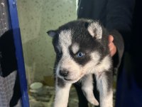 Mavi gözlü sibirya kurdu