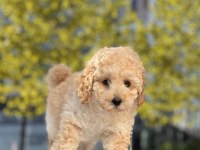 Mini toy poodle bebeğimiz