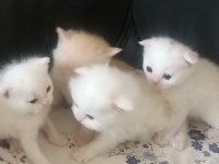 Scottish fold kedilerimiz