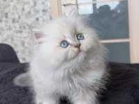 British longhair erkek
