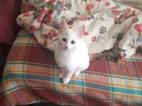 Anne norveç orman kedisi melez adı kıymet