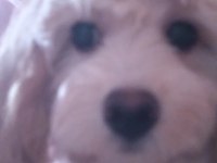 Anne maltipoo baba toy poodle