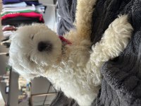 Sahibinden maltese terrier