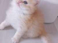 Golden british longhair anne baba şecereli 38 günlük