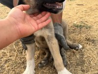 Orjinal Kangal Yavruları Dişi Erkek