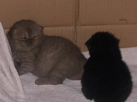 1 buçuk yaşında Dişi Exotic shorthair ve Yavruları