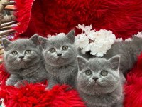 Üç tane british shorthair bebekler
