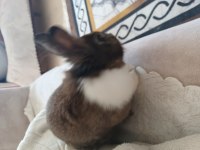 Çok sevimli bebek tavşanlarım