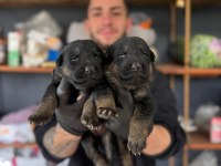 Burkemden korumacı sadık dost alman çoban köpeği yavrular