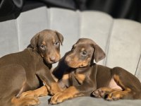 Orjinal Doberman