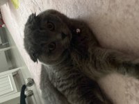 Dişi scottish fold kedime eş arıyorum