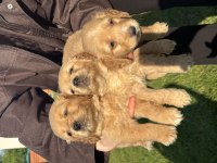 Golden retriever bebekler dişi erkek var