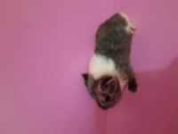 Sheltie guinea pig yavrumuz