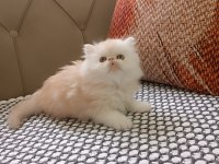 İRAN PERSİAN ORİJİNAL YAVRULAR