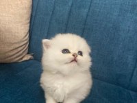 BRİTİSH LONGHAİR SHOW KALİTE SİLVER POİNT BEBEKLER