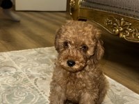 Toy poodle köpeği