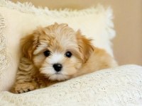Aşılı Teslime Hazır Maltipoo Yavrular