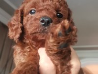 Toy poodle erkek yavrum