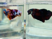 Canndy betta (koi-plakat)