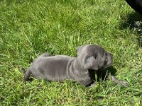 İSTANBULDA 45 GÜNLÜK SAFKAN BLUE CANE CORSO