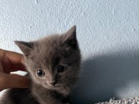 British shorthair yavru