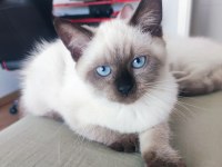 3 aylık safkan dişi british longhair