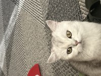 Pamuk british shorthair kızımıza yeni aile arıyoruz