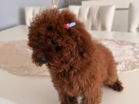 Safkan orjinal toy poodle teacup