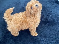 RED BROWN TOY POODLE