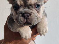 Exotic french bulldog yavrular teslime hazır