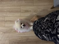 Pomeranian 5 Aylık Aşıları Herşeyi Tam