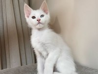 saf kan şecereli Beyaz Aslanlar maine coon yavruları