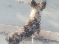 10 aylık, sevgi dolu, anti stress, Çeko aile bekliyor