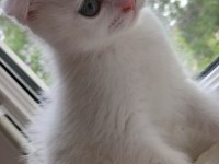 Scottish Fold Dişi Hemen Teslim