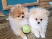 Pomeranian boo 4 aylık