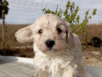 2.5 aylık maltipoo yavruma yuva arıyoruz