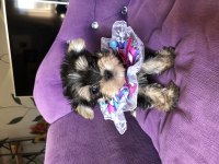 Extreme morkie mini kız