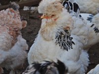 PARK BRAHMA KULUÇKALIK YUMURTA & CİVCİV