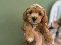 SEVİMLİ MALTİPOO YAVRULARIMIZ
