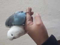 Jumbo Mavi Erkek Beyaz Dişi Muhabbet Kuşumuz