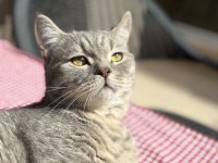 ÜCRETSİZ ERKEK KEDİMİZ