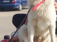 Chico ömürlük yuvasını arıyor border collie