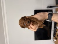 Anne altından red brown toy poodle