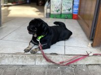 Egzotik Pug üretmek isteyenlere kaçırılmayacak fırsat