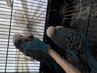 Erkek Show Jumbo Kuşlar