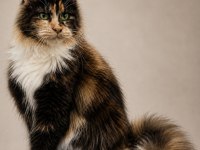 Premium Kalite Muhteşem Calico Maine Coon