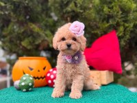 Güzel Yüzlü Bol Tüylü Antialerjik Maltipoo Bebekler 