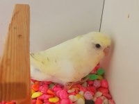 EFSANE RENK CREMİO ERKEK BEBEK MUHABBET KUŞU